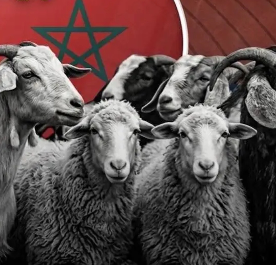 انطلاق مراقبة القطيع الوطني تمهيدًا لصرف دعم الكسّابة بالمغرب