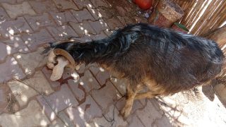 إقليم فجيج .. “صرخة من “بني گيل”.. سموم القوارض تتحول إلى “مقصلة” للمواشي والطيور*