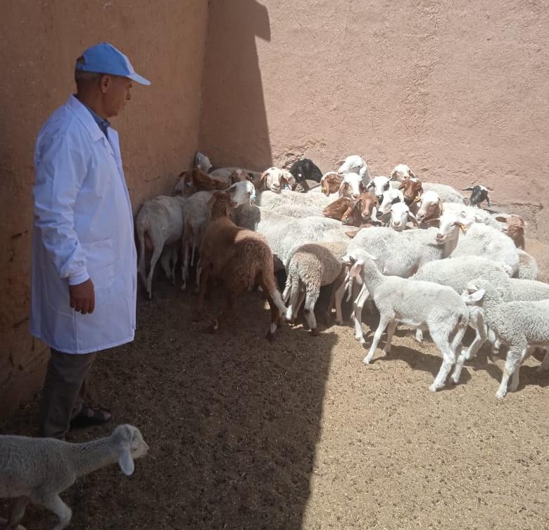 الرشيدية .. قبل عيد الأضحى.. “أونسا” درعة تافيلالت تشدد المراقبة على الأضاحي وتحذر من مخاطر الأعلاف والأدوية غير المراقبة