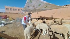 ورزازات.. جمعية إنصاف لحماية المستهلك تدعو إلى تشديد الرقابة على الوسطاء والسماسرة لضمان عيد بأثمان معقولة