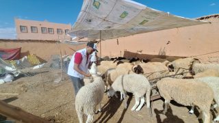 ورزازات.. جمعية إنصاف لحماية المستهلك تدعو إلى تشديد الرقابة على الوسطاء والسماسرة لضمان عيد بأثمان معقولة