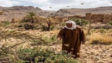 زحف الجراد يثير مخاوف واسعة بواحات درعة تافيلالت .. مطالب بتكثيف عمليات المكافحة