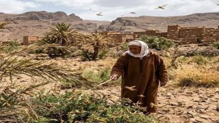 زحف الجراد يثير مخاوف واسعة بواحات درعة تافيلالت .. مطالب بتكثيف عمليات المكافحة